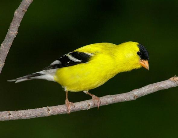 male goldfinch