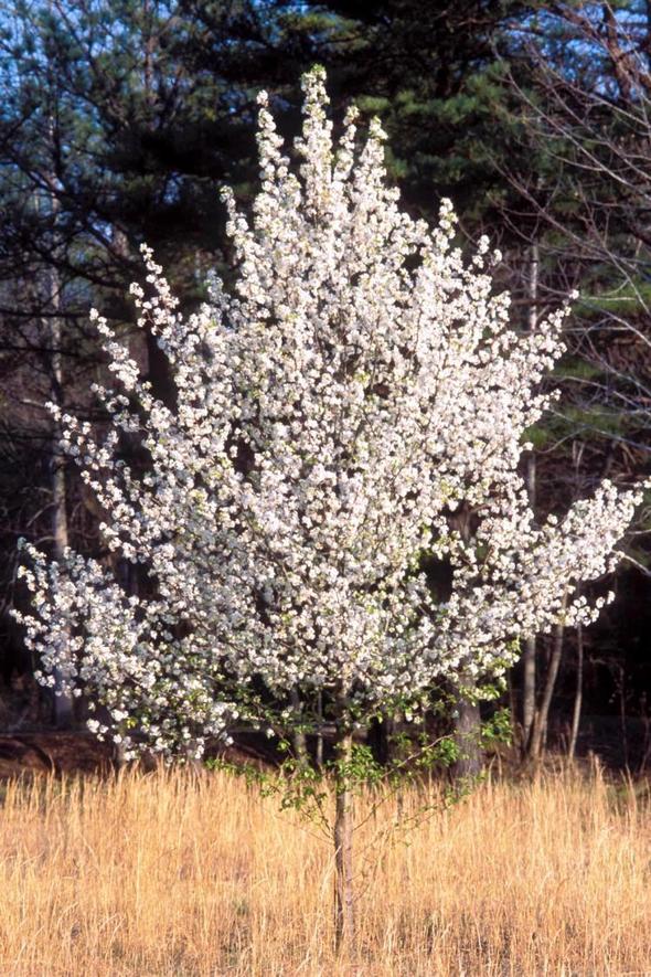 callery pear