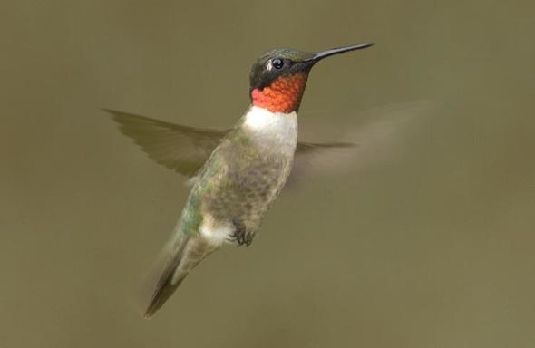 hummingbird