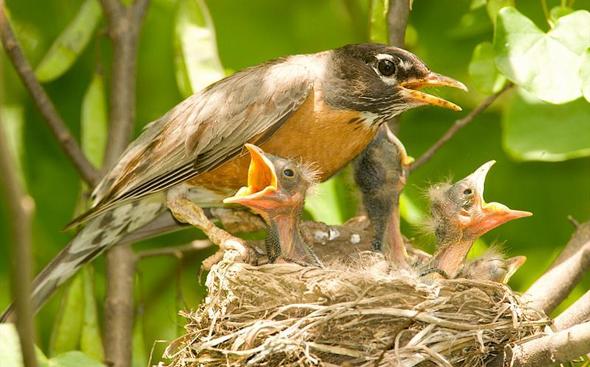 nesting robin