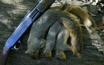 squirrels