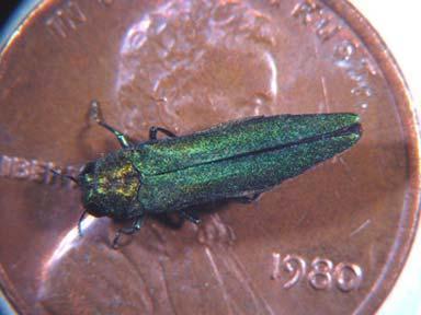 Metallic green emerald ash borer sits on top of a copper penny