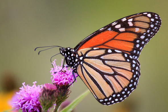 A monarch butterfly perches on a flower.