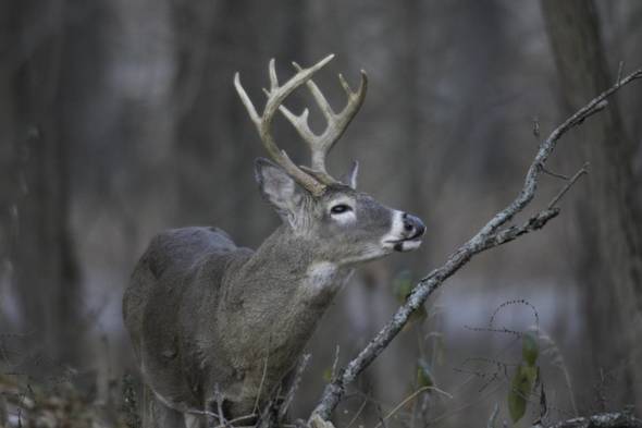 A white tailed deer, buck with antlers, stands in the woods. 