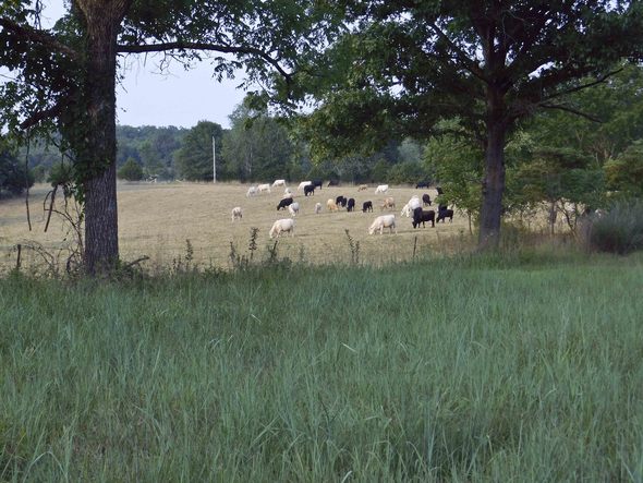 native grazing grass 