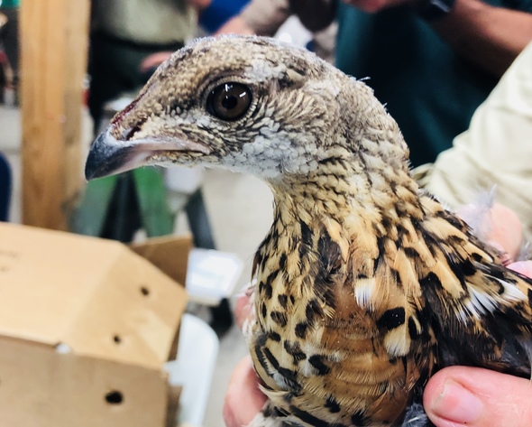 Grouse Restoration Efforts