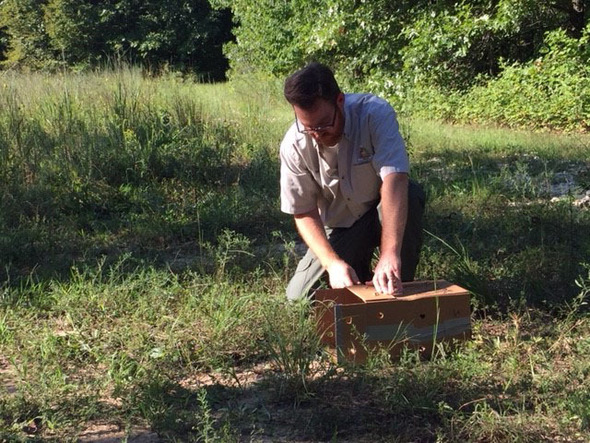 ruffed grouse release