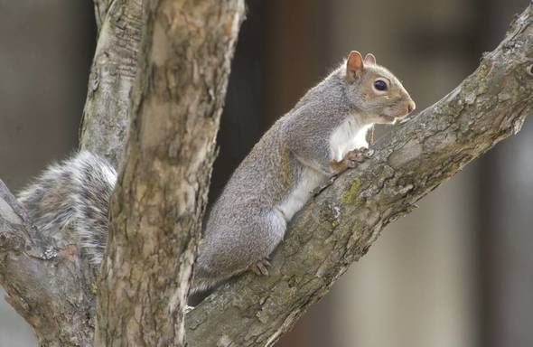 An eastern gray squirrel rests in the fork of four tree branches. 