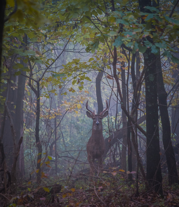 Kate Sprague’s photo of a whitetail buck, first place Powder Valley Photo Contest winner in the Wildlife category.