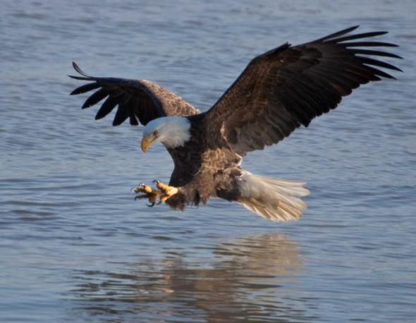 An adult bald eagle with black body and white head feathers descends onto a body of water with wings spread and talons set to take a fish. 