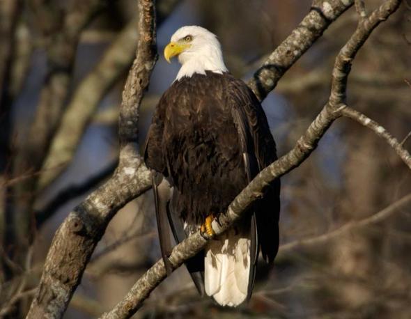 An adult bald eagle with black body and white head feathers, yellow beak and talons, sits perched on a tree branch. 