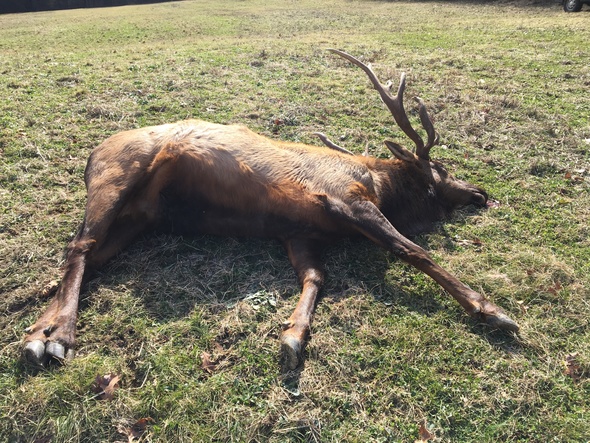 Poached Bull Elk