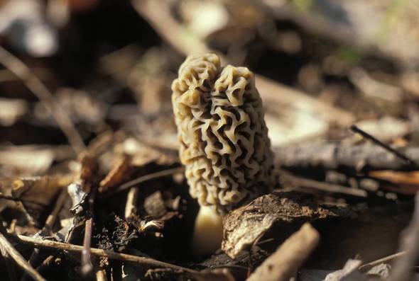 morel mushroom picture for news release