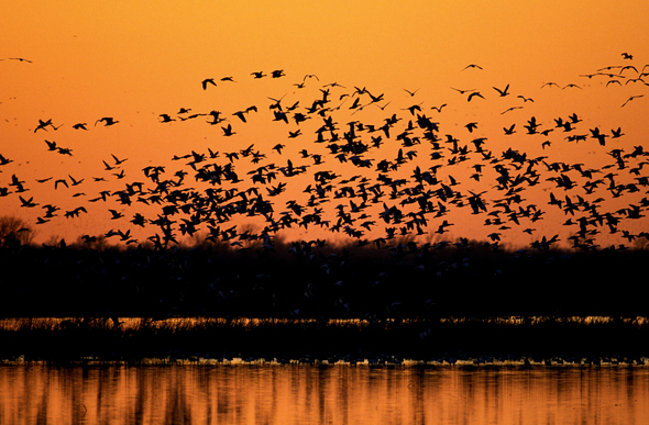 A flock of migrating geese flys through a sunset on a wetland area.