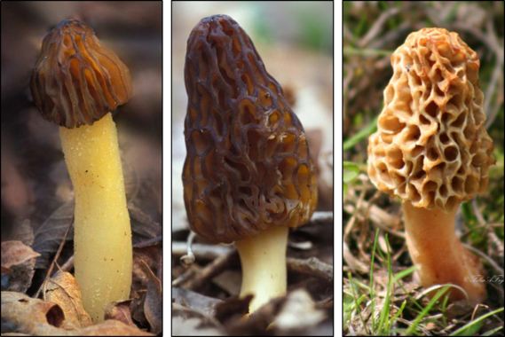 Common morel species found in Missouri