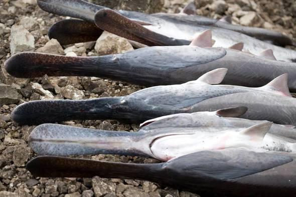6 paddlefish lie on a gravel streambank. 
