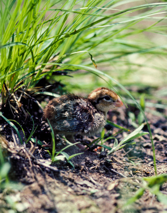 Conservation Managers Encourage Quail Habitat Development - The Rogue