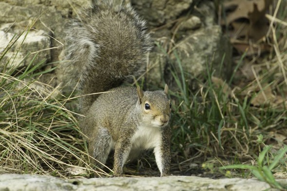 Grey squirrel