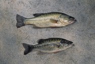Two Kentucky bass