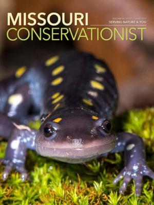 Spotted Salamander by Noppadol Paothong