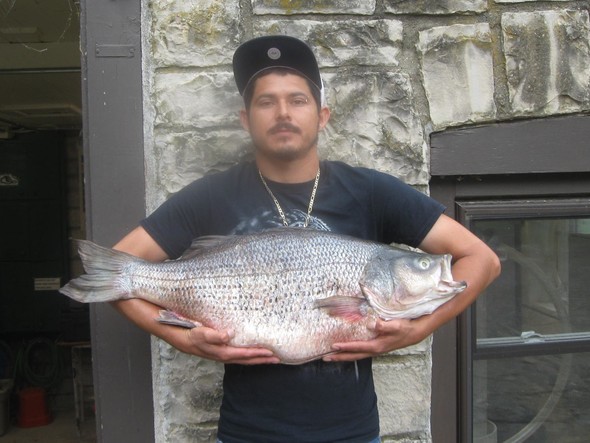 Cesar Rodriguez poses with his prize hybrid-striped-bass.