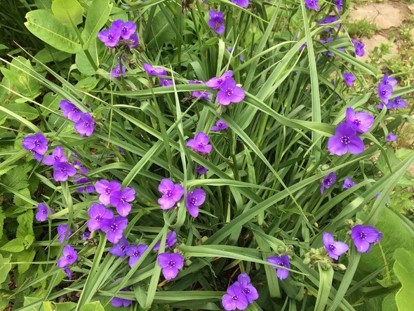 spiderwort