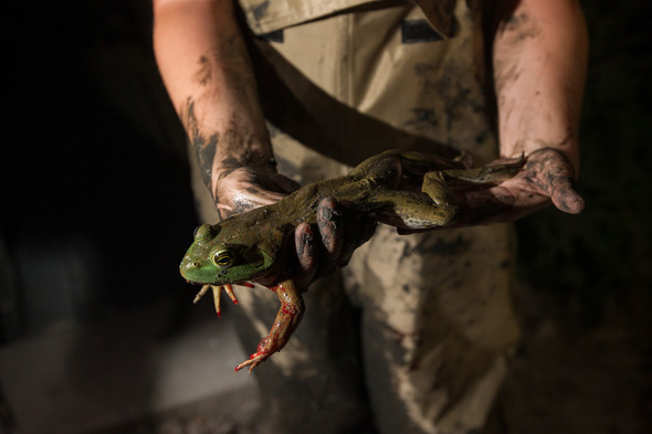 MDC staff holds a bullfrog.