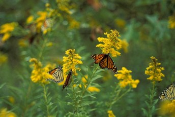 Monarch butterflies on goldenrod