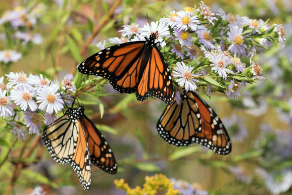 monarch butterfly