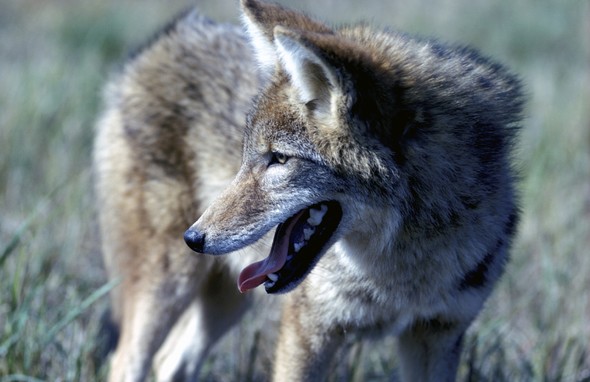 A coyote stands in a grass field.