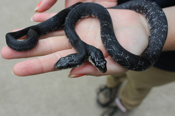 two-headed snake picture for news release