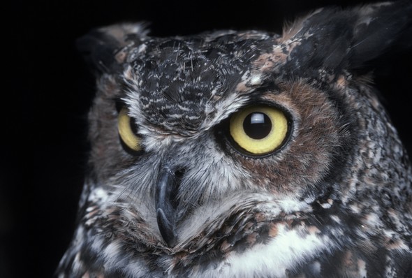 great horned owl
