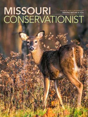 White-tailed doe by Jim Rathert