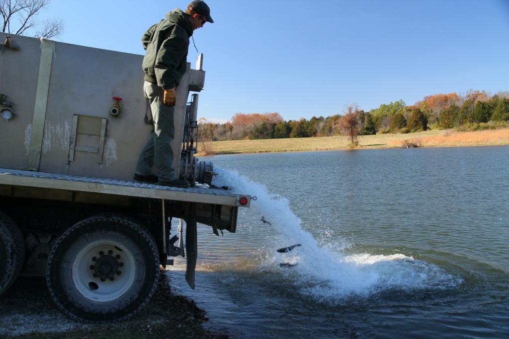An MDC fish stocking truck puts trout into a lake through a large hose.