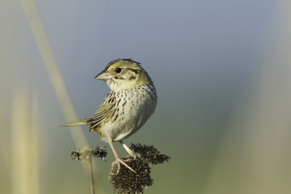 Henslow's sparrow
