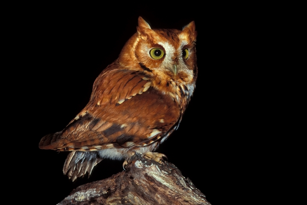 An eastern screech owl sits on a perch at night in front of a black background.