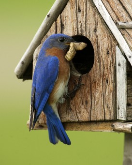 Male bluebird perched on birdhouse