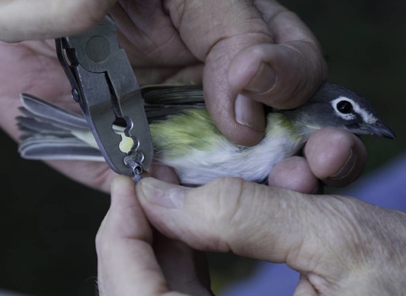 bird banding