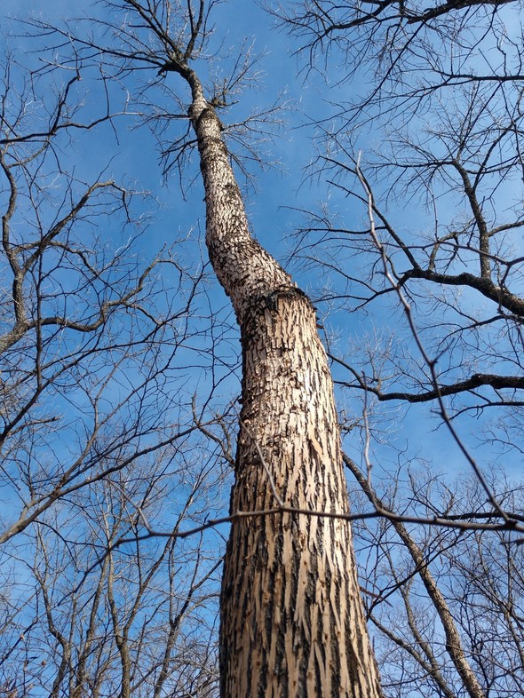 A leafless ash tree with light-blond, woodpecker-damaged bark stands tall against a blue sky. 
