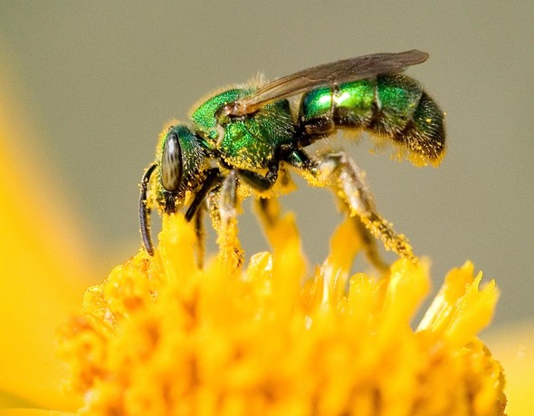 Green sweat bee