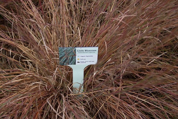 Little bluestem