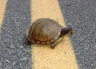 MDC urges drivers to slow down and give turtles a brake!