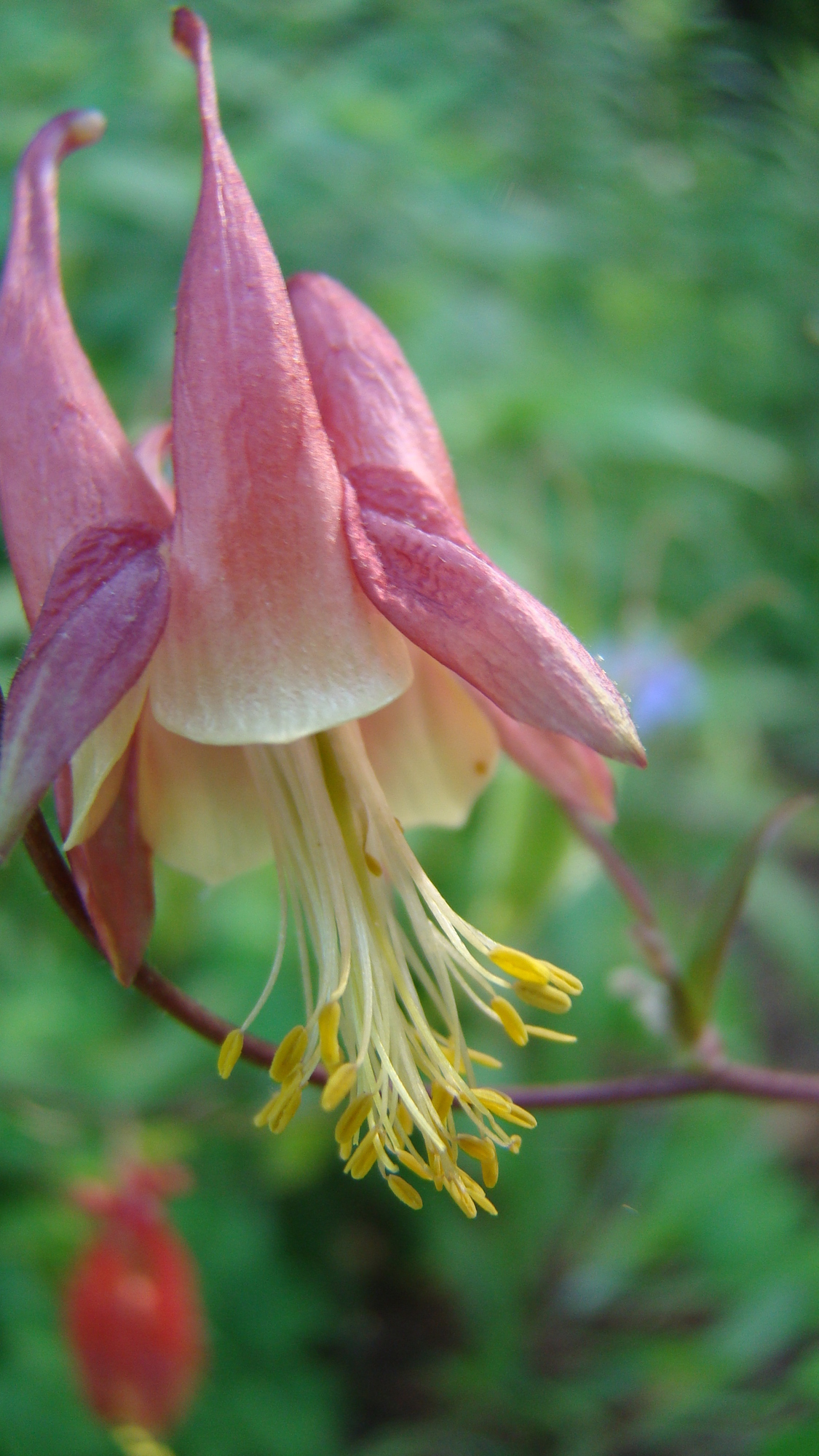 Columbine
