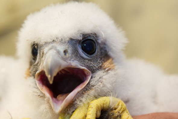 Young Peregrine Falcon