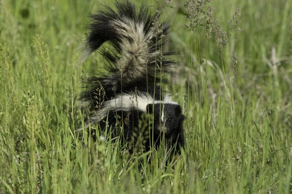 Striped skunk in the grass
