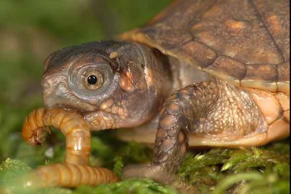 Three-toed Box Turtle