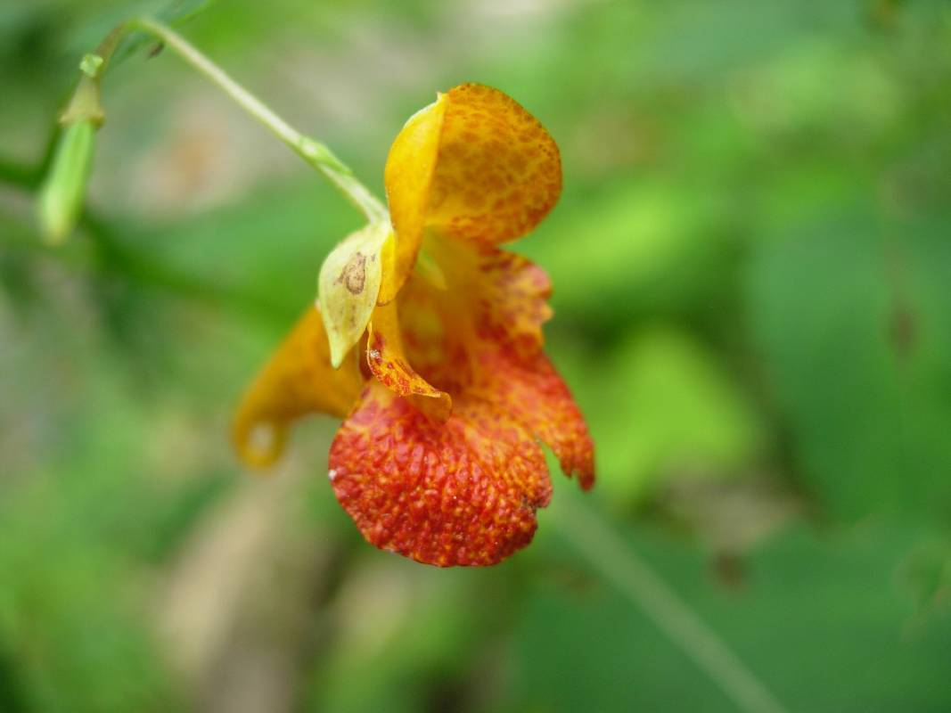 Jewelweed