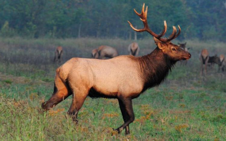 bull elk