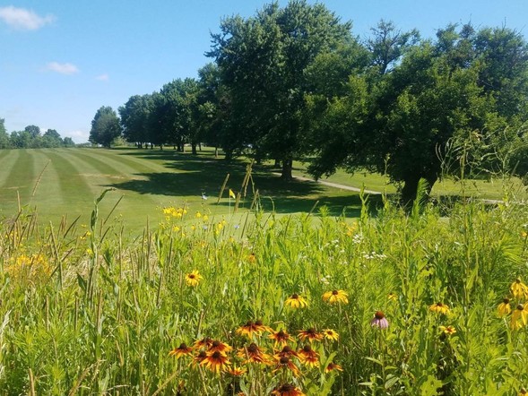 A pollinator plot at Cameron Golf Course 