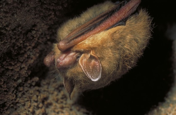An eastern pipistrelle hangs from the roof of a cave.